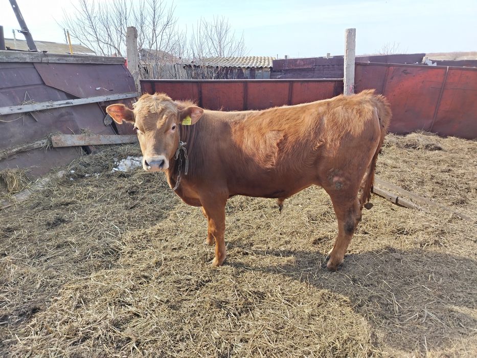 Продам 3 бычка откорм