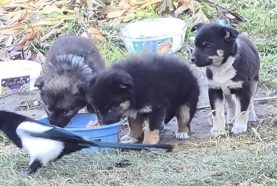 Щенки ищут дом! Есть мальчики и девочки!