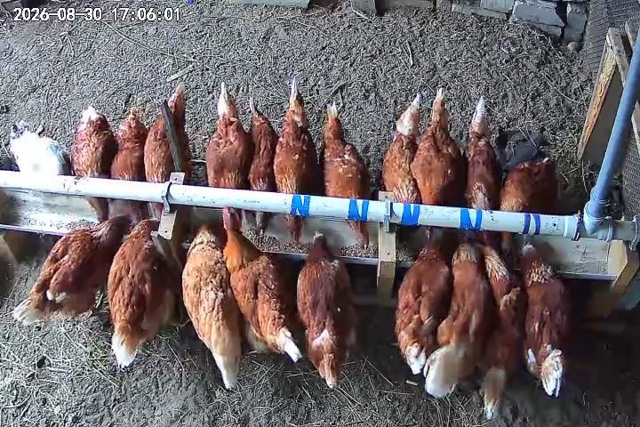 Куры Ломан Браун