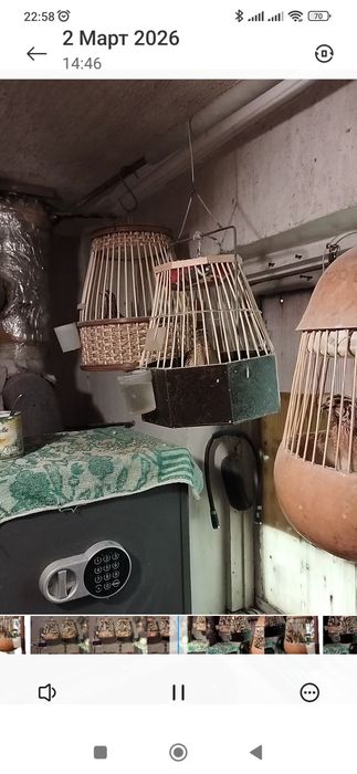 Поющие перепёлки