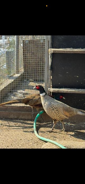 Fazani comuni, tenebros, platină diluată, buff rosu