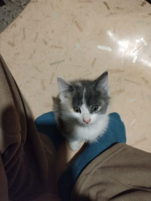 4 котенка в добрые руки