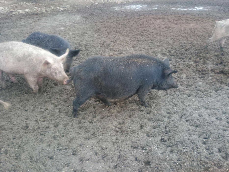 Продавам прасета