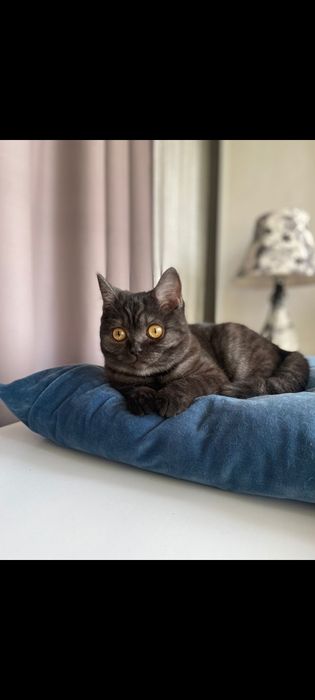 Отдам кошку.британка.