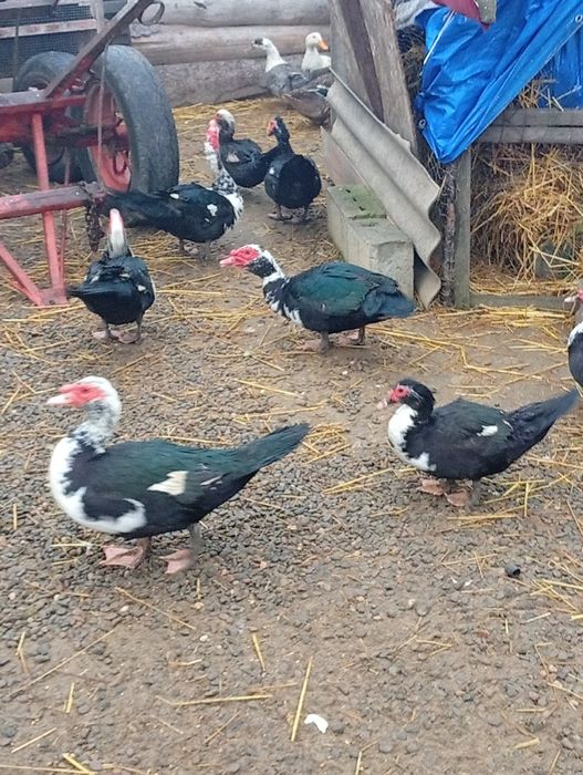 Iepurași Rex pitic pui și rățoi leșești.