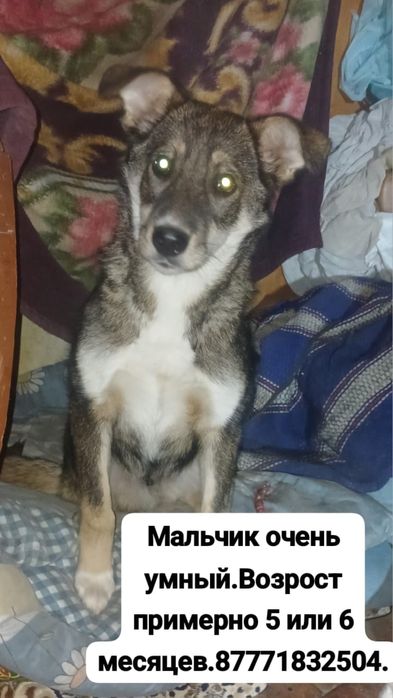 Щенки, собачки, в дорые руки, срочно!