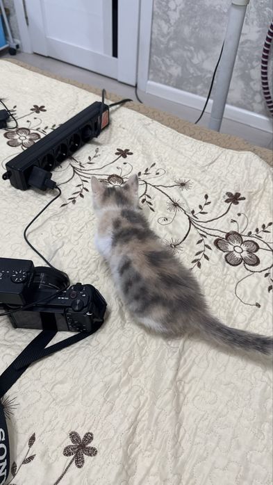 Котенок в ответственные  руки