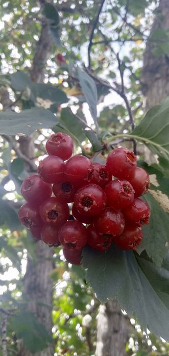 Продам саженцы боярышника