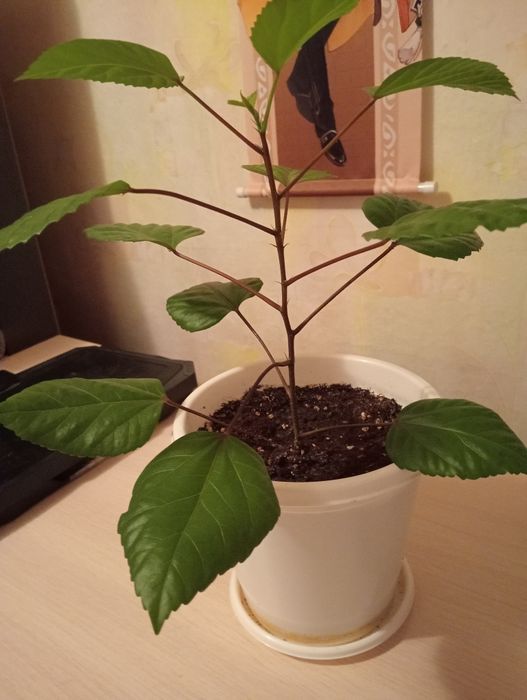 Продам розовый гибискус