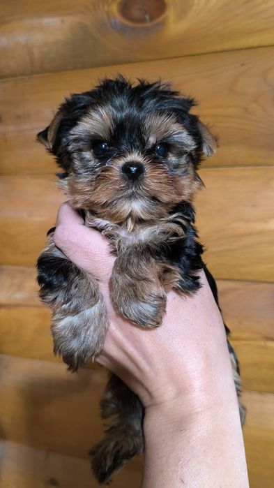 Мальчики йоркширские терьеры