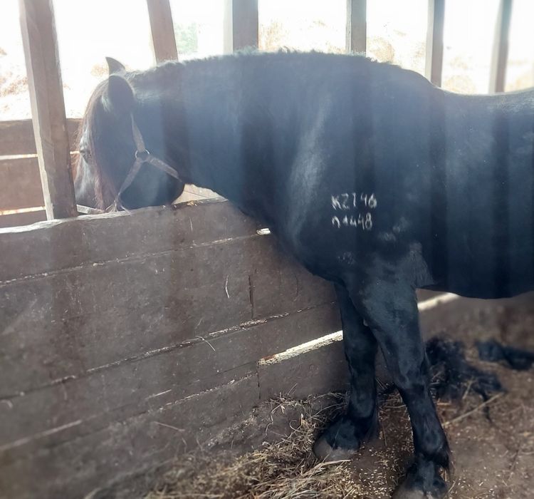 Продам жеребца на племя