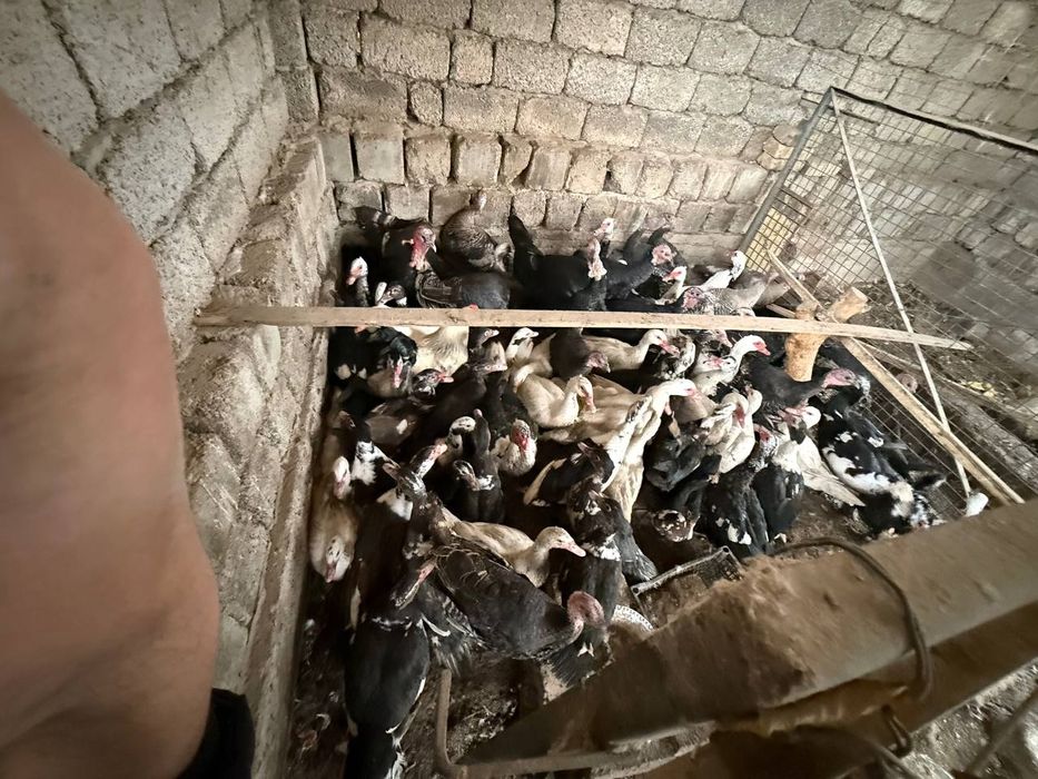 Индюк, индаутка, гоз сотилади срочний уйда бокилган