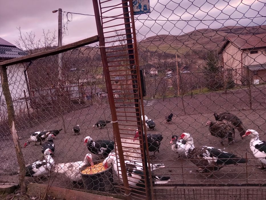 Pentru cine doreste.