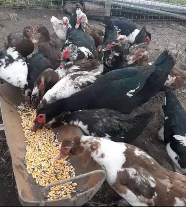 Ouă de incubat gaște