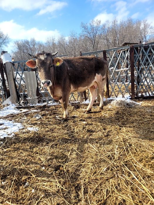 Семіз сиыр бес жасар жемделген
