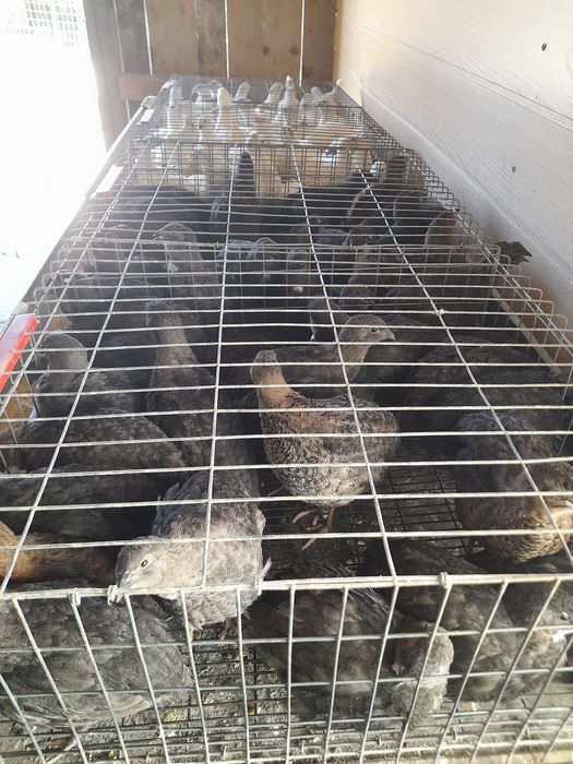 Prepelițe tineret 30 zile specii ,Giganta Polară, jumbo gold