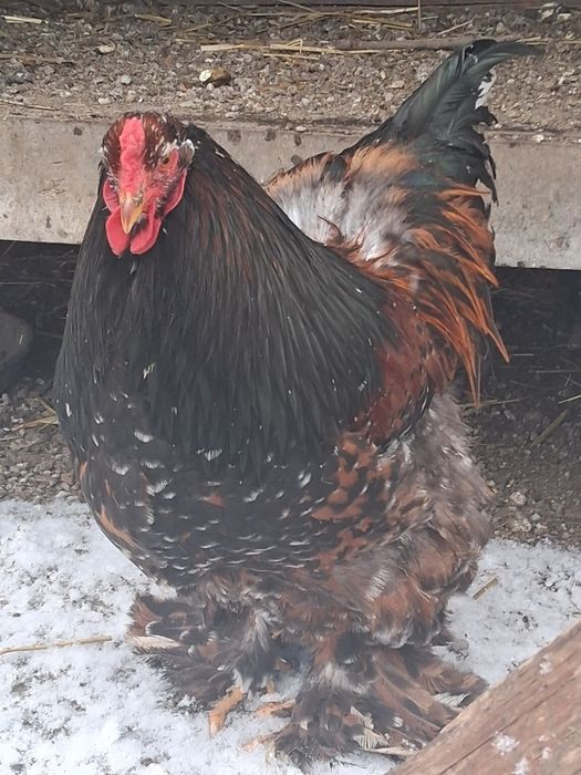 Vând sau schimb cocoși