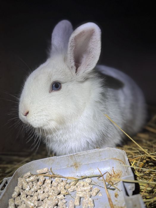 Декоративный кролик