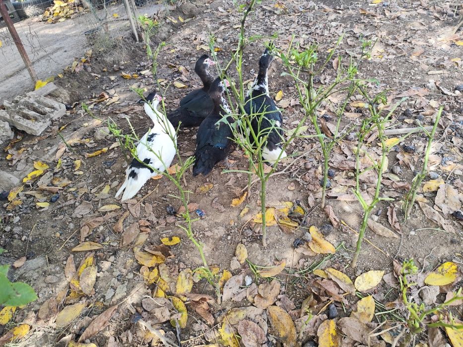 Rațe  de anul trecut