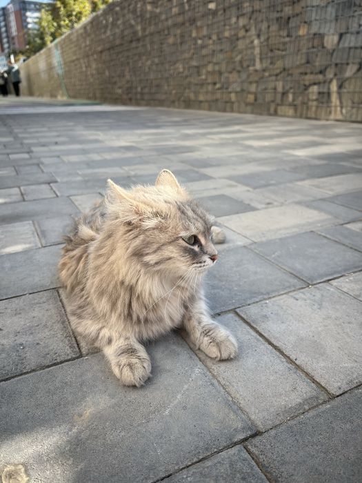 Котенок в ответственные руки
