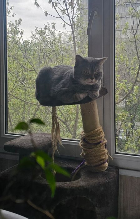 Красивый котик скотишь фолд