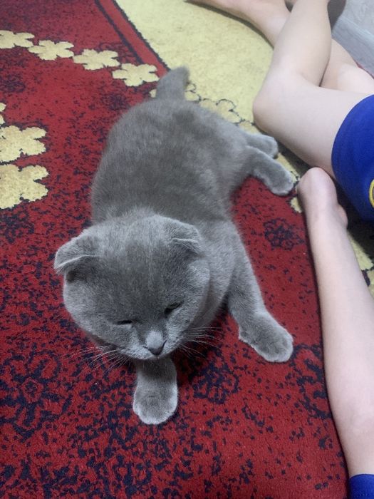 Masalan mushuk egasi axrolov biloliddin