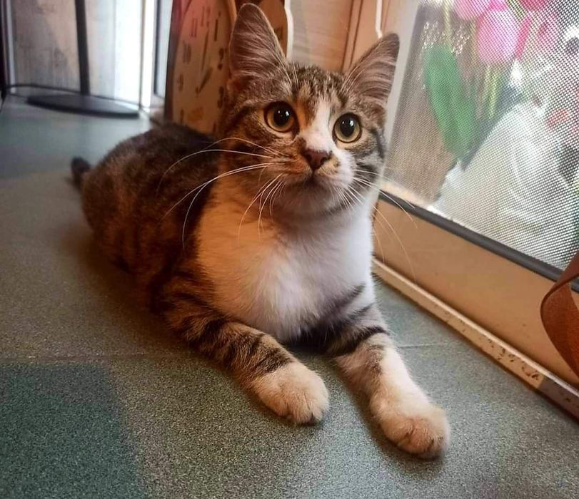 Гледане на домашни любимци в домашна обстановка