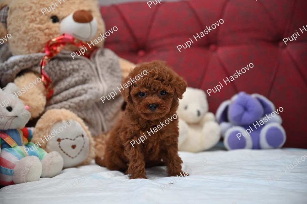Той Пудел [toy poodle] БАБХ лицензиран развъдник