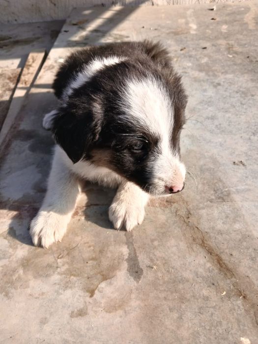 Отдам в добрые руки!