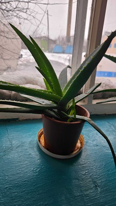 Продаю цветы алоэ, 3-х летник