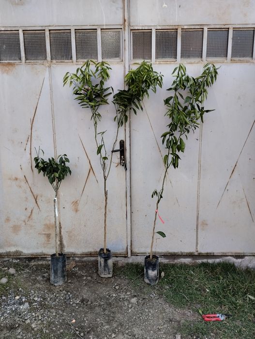 Ниски цени - дръвчета и растения