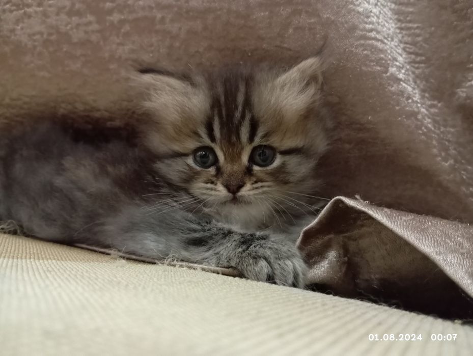 Срочно продам катят 1 мамаша 5 малыша