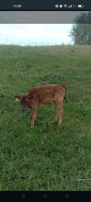 Продам двух телят