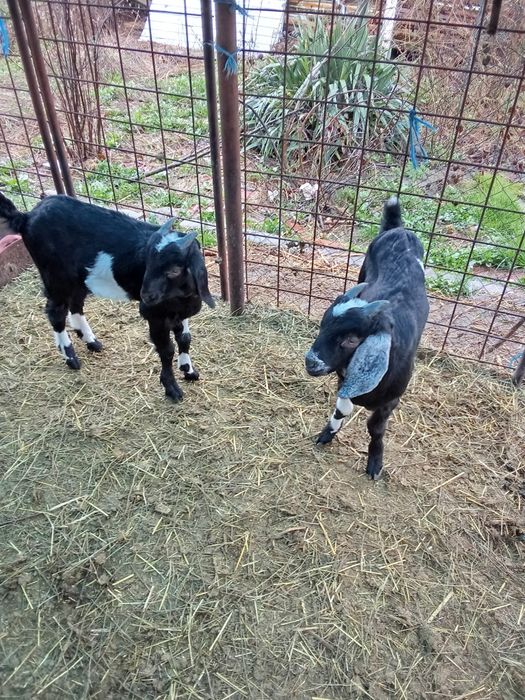 Vand tap anglonubian