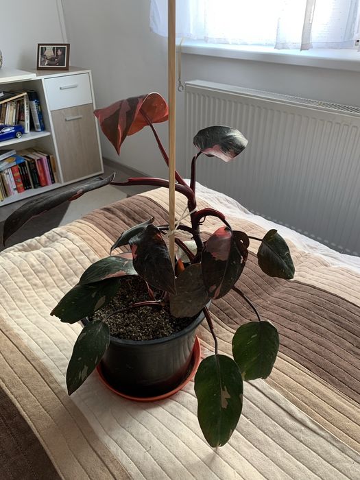 Philodendron Pink Princess (40 cm )