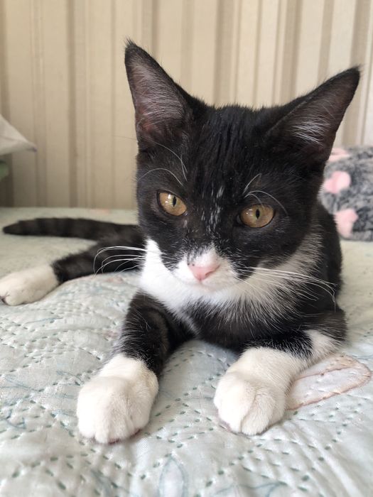 Котенок в хорошие руки