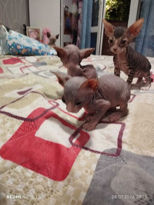 Котята канадского Сфинкса