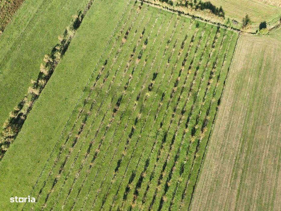 RECO, Teren cu livada de ciresi, Zona Auseu, Bihor