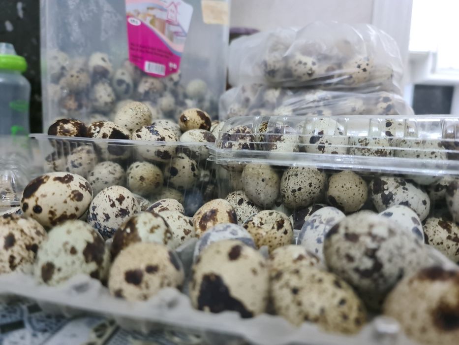 Бөдене жумыртка сатылады