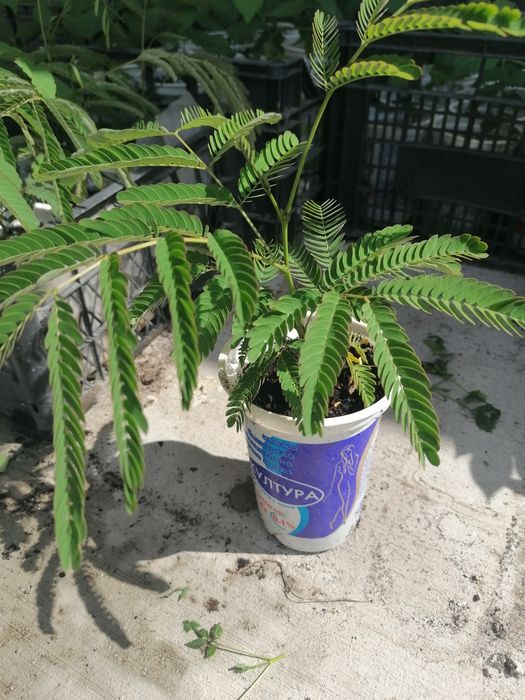 Еводия Даниели-Дървото на пчеларя, Албиция, Южна Копривка. Медоносни.