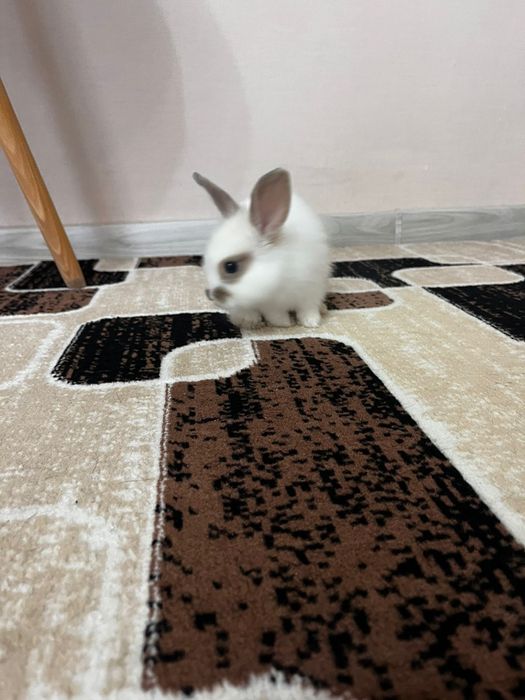 Отдам кролика в хорошие руки