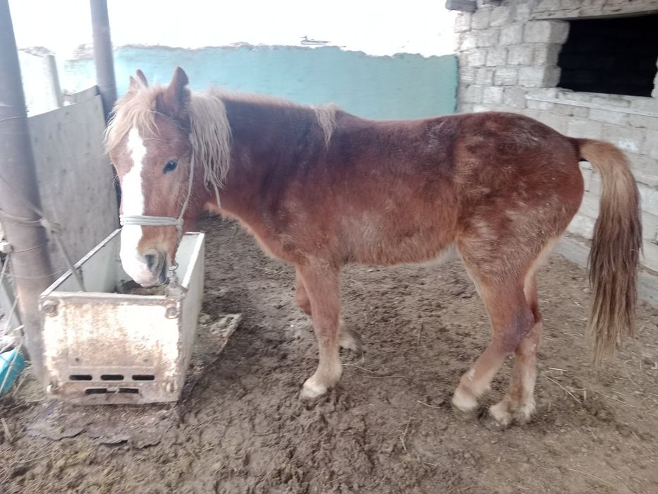 Құнан сатылады бағылған