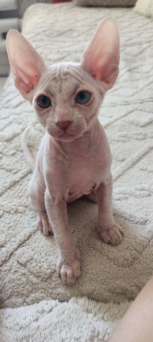 Котята сфинксы, один месяц.