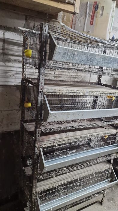 Rastel prepelite plus bonus frumos!!