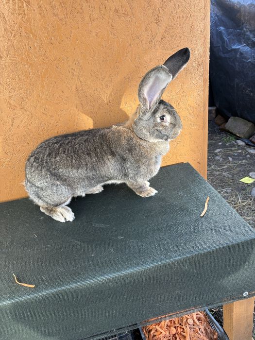 Iepuroaica Urias German