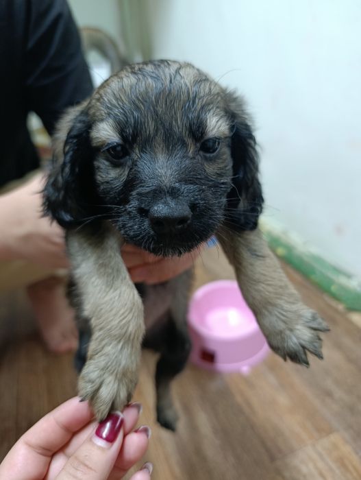 Отдам щенят в хорошие руки