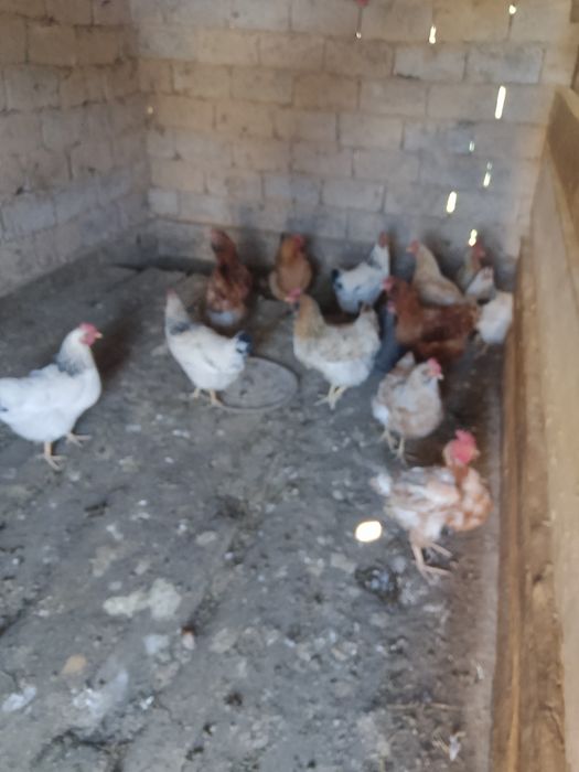 Тауыктар сатылады