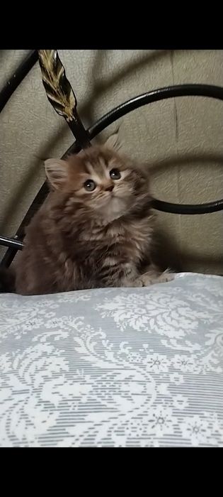 Шикарная Хайленд страйт.