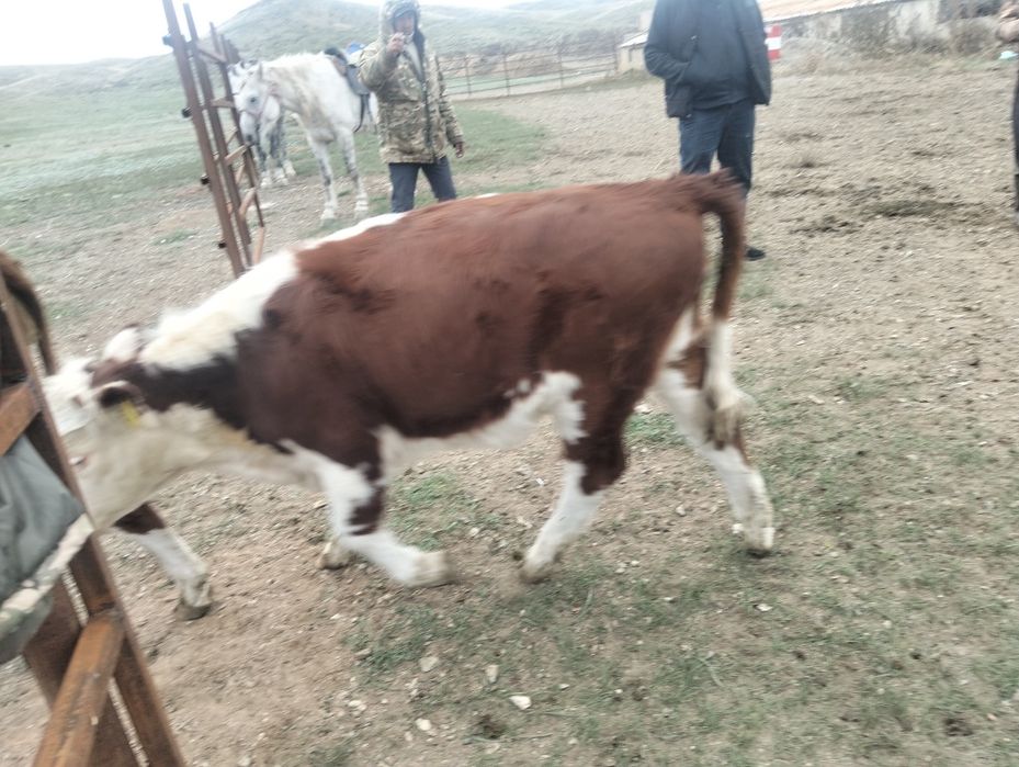 Соғымға подсос сатылады