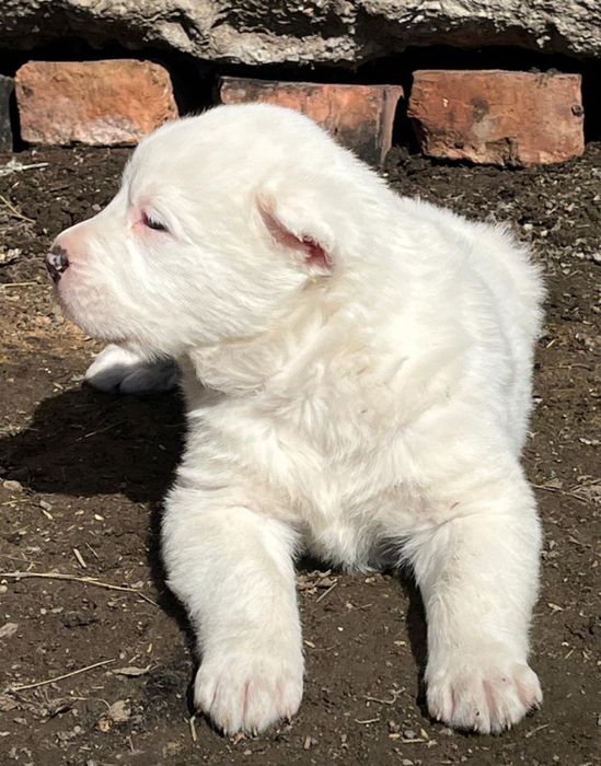 Алабай    щенки